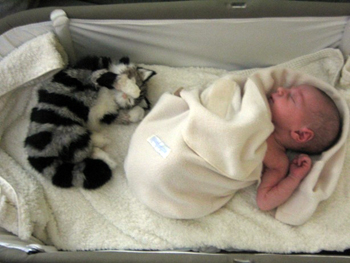 beb� en cuna con peluche